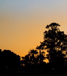 Silhouettes of pine and palm trees against an orange and blue gradient sunset sky